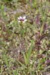 Annual blue-eyed grass